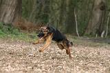 BERGER ALLEMAND 1160